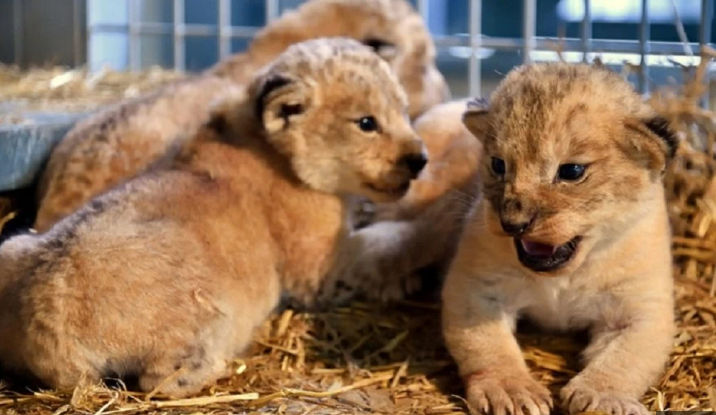 Naissance d’un lionceau de l’Atlas au Zoo de Rabat